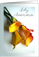 Wedding Anniversary in Spanish with Mango Colored Calla Lilies card