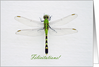 Congratulations in French with Green Dragonfly Photo card