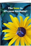 Birthday Gardener with Bee on Brown Eyed Susan Flower card