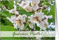 Guarisci Presto Italian Get Well with Catalpa Tree Blooms card