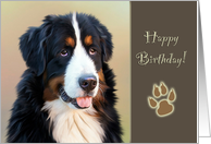 Birthday With Smiling Bernese Mountain Dog and Big Paw Print card