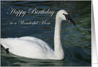 Mom Birthday with White Trumpeter Swan in Water card