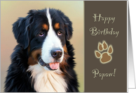 For Papaw Birthday with Bernese Mountain Dog card