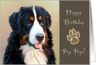 For Pop Pop Birthday with Bernese Mountain Dog card