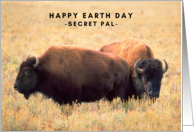 For Secret Pal on Earth Day with Bison in Wyoming Grasslands card