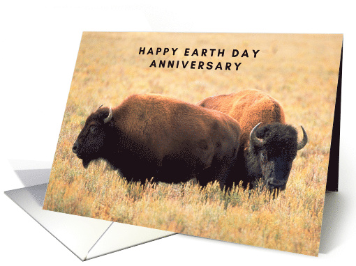 Anniversary on Earth Day with Bison Couple in Wyoming Grasslands card