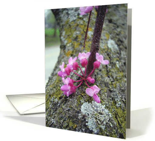 Spring Redbud Tree Blossoms in Pink and Magenta card (805289)