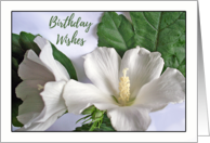 For Friend Birthday with White Hibiscus Rose of Sharon Flowers card