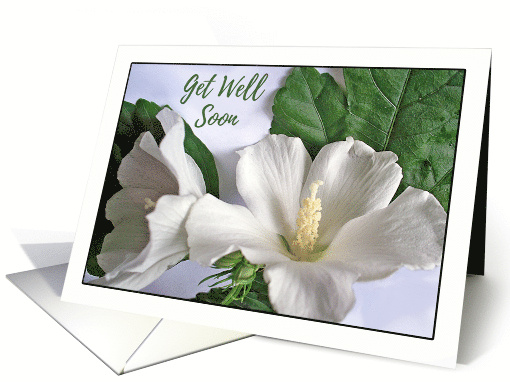 Get Well from Surgery with White Hibiscus Rose of Sharon card (810753)