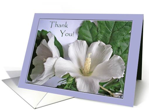 Blank Inside Thank You with White Hibiscus Flowers Photograph card