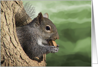 Squirrel in a Tree Hole Eating a Nut for Any Occasion card