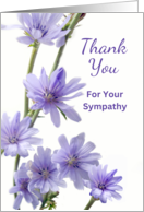 Thank You for Your Sympathy with Purple Chicory Flowers card