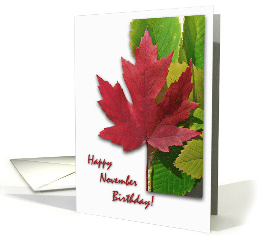 November Birthday with Red Maple Leaf and Elm Leaves card (875576)