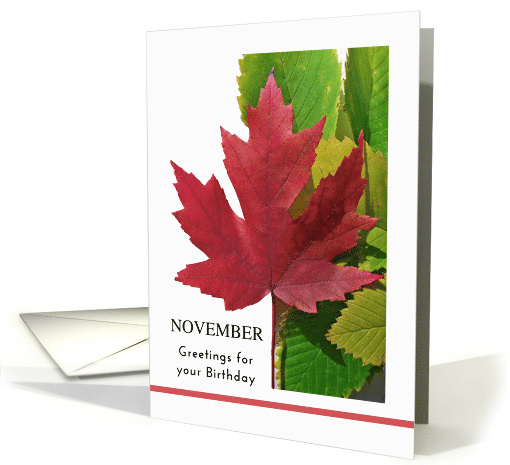 November Birthday with Red Maple Leaf and Green Elm Leaves card