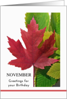 November Birthday with Red Maple Leaf and Green Elm Leaves card