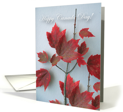Happy Canada Day, Red Maple Leaves on Gray Background card (876312)