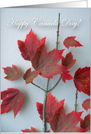 Happy Canada Day, Red Maple Leaves on Gray Background card