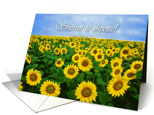 Get Well in Albanian with Field of Sunflowers card (898776)