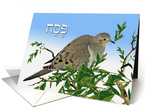 Pesach in Hebrew with Mourning Dove and Olive Branch card (907658)