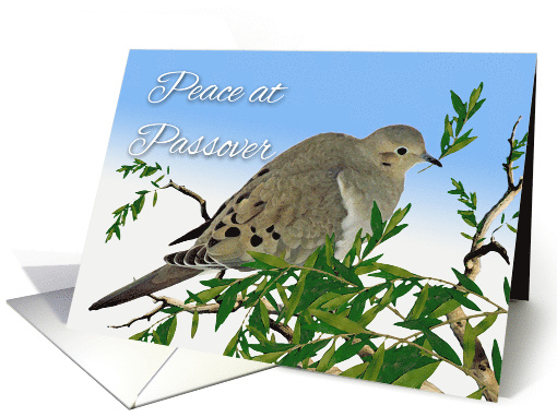 Peace at Passover with Mourning Dove and Olive Branch card (907662)