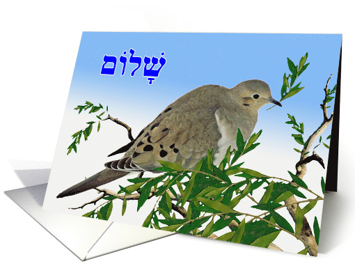 Shalom in Hebrew for Pesach with Mourning Dove and Olive Branch card
