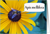 Congratulations on Winning the Spelling Bee Apis mellifera card