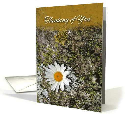 Bereaved, Thinking of You, Daisy Flower and Lichens card (919614)