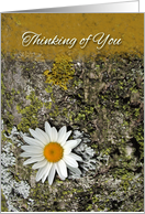 Bereaved, Thinking of You, Daisy Flower and Lichens card
