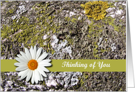 Thinking of You Scripture Card, Lichens and Daisy card