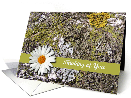Thinking of You Card for Cancer Patient, Lichens and Daisy card
