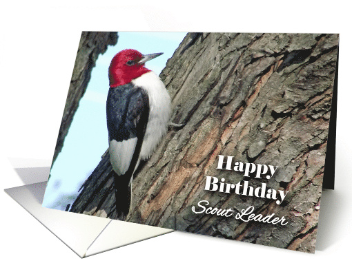 Birthday for Scout Leader with Red-headed Woodpecker card (926280)