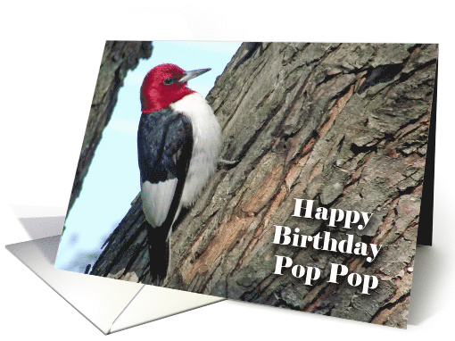 Birthday for Pop Pop with Red-headed Woodpecker card (926282)