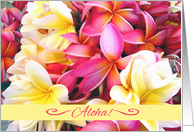 Aloha Hello Greetings in Hawaiian with Plumeria Frangipani Flowers card