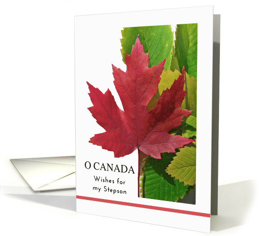 For Stepson Canada Day with Red Maple Leaf on Green Leaves card