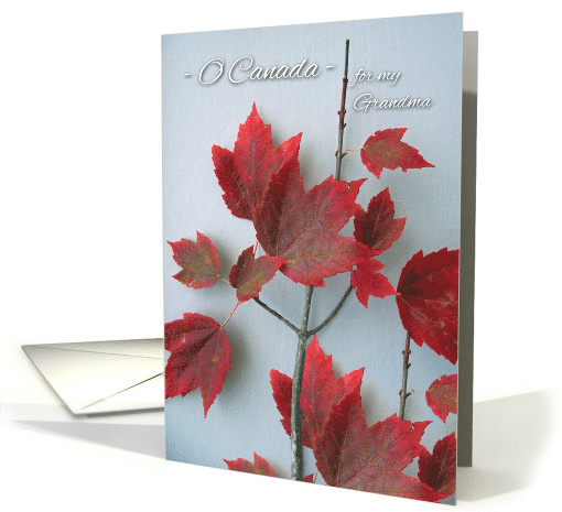 Canada Day for Grandma, Red Maple Leaves card (929189)