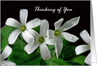 Thinking of You with Blank Inside and White Shamrock Flowers card