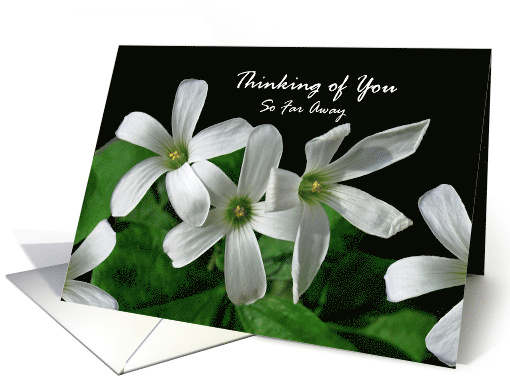 Far Away Thinking of You with White Shamrock Flowers card (980733)