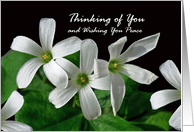 Religious Sympathy Wishing You Peace with Shamrock Blooms card