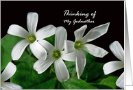 Godmother Thinking of You White Shamrock Flowers card
