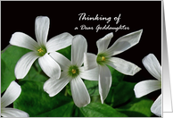 Goddaughter Thinking of You White Shamrock Flowers card