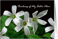 Foster Mom Thinking of You with White Shamrock Flowers card