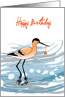 Avocet Birthday Cards