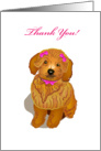 brown toy poodle, thank you, card