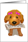 brown toy poodle, newspaper, girl card