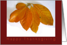 Happy Thanksgiving, autumn leafs card