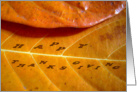 Happy Thanksgiving, autumn leafs with text on it card
