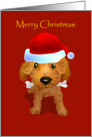 Merry Christmas, brown toy poodle with bone in santa hat. card