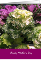 Happy Mother’s Day, green & white leaf plant card