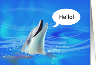 occasions, hello! dolphin card