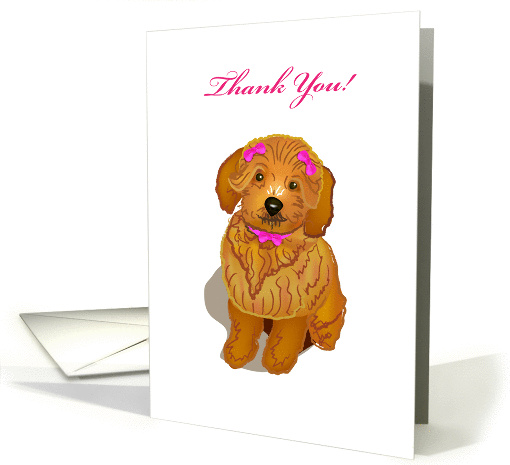 brown toy poodle, thank you, card (872128)
